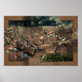 Gazelle Print Poster (Vorne)