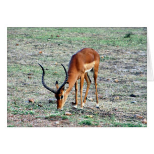 Gazelle solo