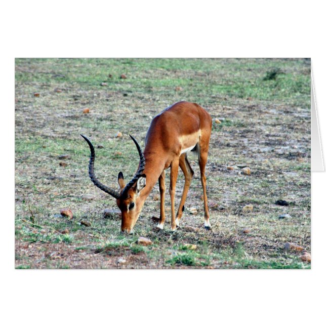 Gazelle solo (Vorderseite (Horizontal))