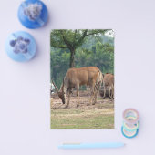 Gazelle, Wildtierzoo,羚. Flyer (Einzeln)