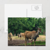 Gazellen Postkarte (Vorne/Hinten)