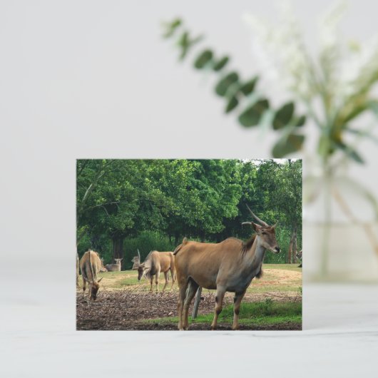 Gazelles Postkarte (Stehend Vorderseite)