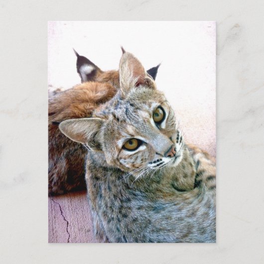 Gazely Stare | Anpassbar Postkarte (Vorderseite)