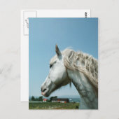 Gazing Dappled Gray Postkarte (Vorne/Hinten)