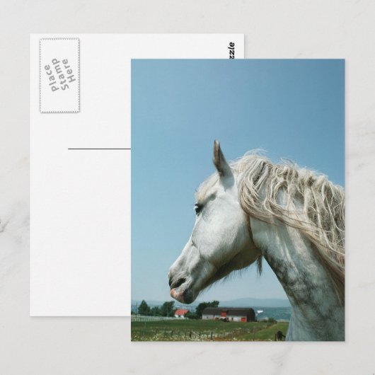 Gazing Dappled Gray Postkarte (Vorne/Hinten)