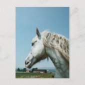 Gazing Dappled Gray Postkarte (Vorderseite)