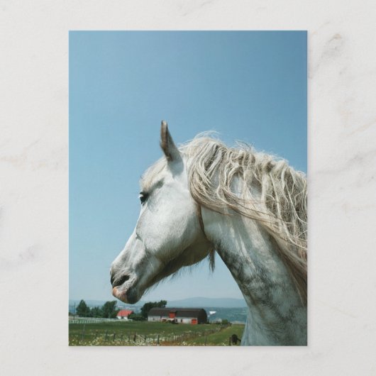 Gazing Dappled Gray Postkarte (Vorderseite)