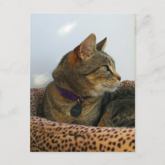 Gazing Indigo Postkarte (Vorderseite)