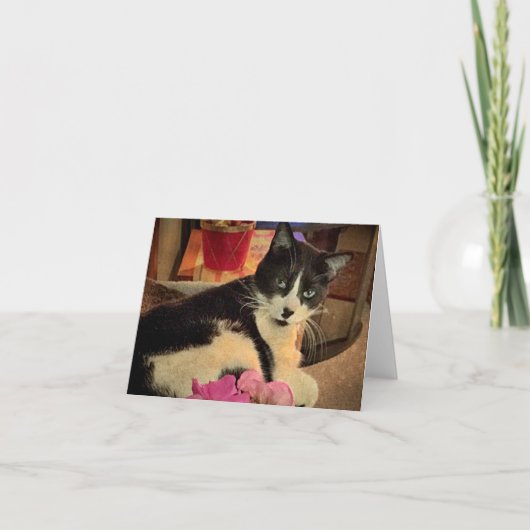 Gazing Lazily (eine leere Karte) Karte (Vorderseite)