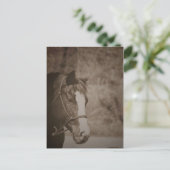 Gazing Mare Postkarte (Stehend Vorderseite)
