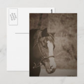Gazing Mare Postkarte (Vorne/Hinten)
