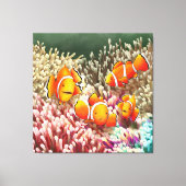 GB Print on canvas clown fish Leinwanddruck (Vorderseite)