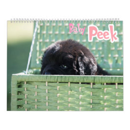 GCH Notta Bears eroberte mein Interesse Kalender