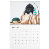 GCH Notta Bears eroberte mein Interesse Kalender (Mär 2027)