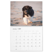 GCH Notta Bears eroberte mein Interesse Kalender (Jan 2027)