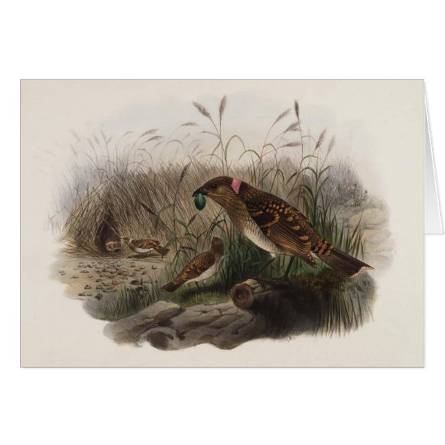 Gd Eliot - Chlamydodera maculata (Vorderseite (Horizontal))