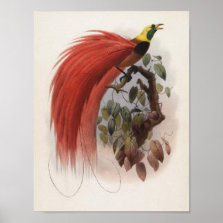 GD Elliot - Portfolio Paradisea raggiana Poster