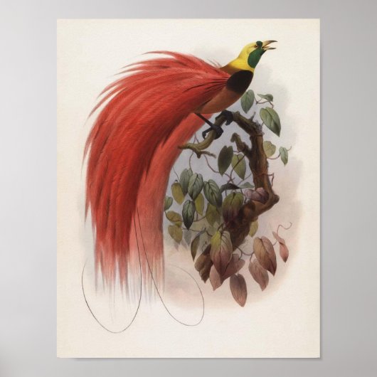 GD Elliot - Portfolio Paradisea raggiana Poster (Vorne)