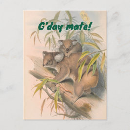G'day Mate Australian Gruß mit Koalas Postkarte