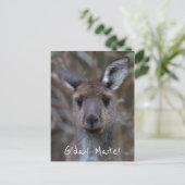 G'Day Mate Kangaroo Australien Postkarte (Stehend Vorderseite)