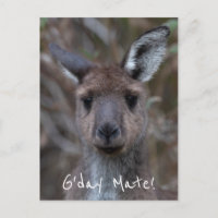 G'Day Mate Kangaroo Australien