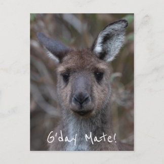 G'Day Mate Kangaroo Australien Postkarte