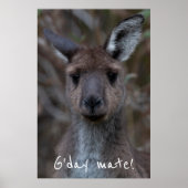 G'day Mate Western Gray Kangaroo Poster (Vorne)