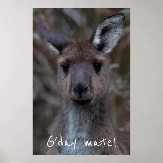 G'day Mate Western Gray Kangaroo Poster (Vorne)