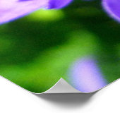 geballte Blume (Campanula glomerata Superba) Poster (Ecke)