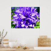 geballte Blume (Campanula glomerata Superba) Poster (Küche)