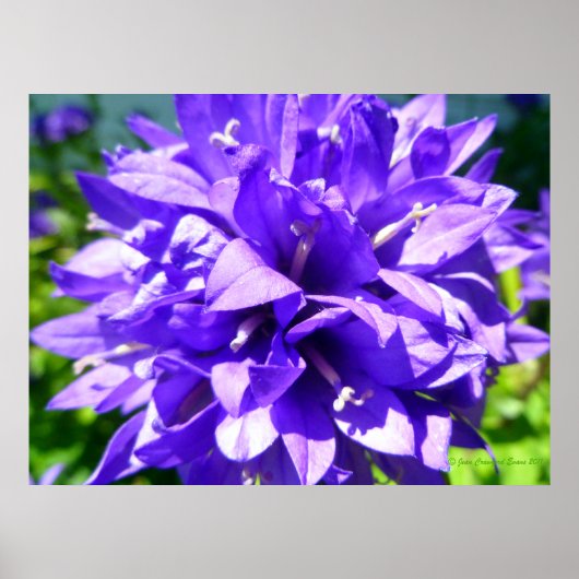 geballte Blume (Campanula glomerata Superba) Poster (Vorne)