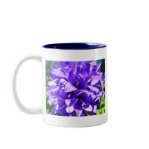 geballte Blume (Campanula glomerata Superba)