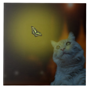 Gebannt von Schönheit: Katze hypnotisiert von Schm Fliese