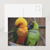 Gebärende Vögel Postkarte (Vorne/Hinten)