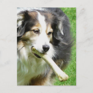 Geben Sie dem Hund einen Knochen Postkarte