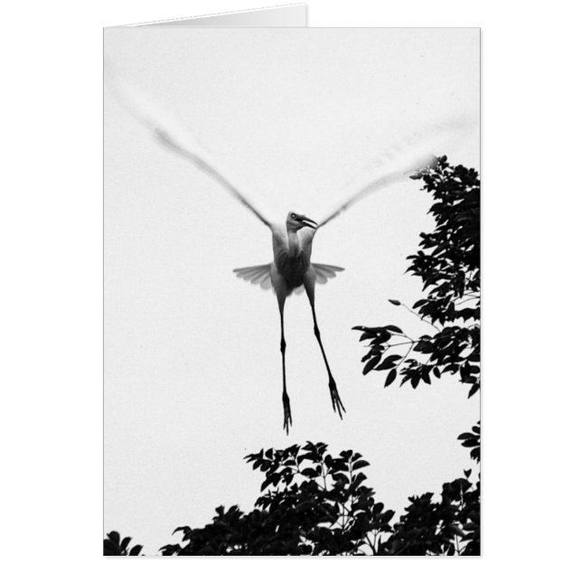 Geben Sie Fall frei (Vorne)