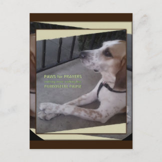 Gebet Hund Paws Postkarte