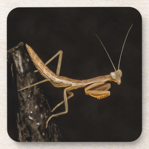 Gebet Mantis Niedliche und gruselige Insektenkunst Getränkeuntersetzer