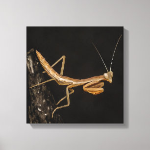 Gebet Mantis Niedliche und gruselige Insektenkunst Leinwanddruck