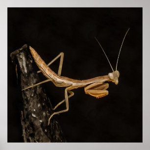 Gebet Mantis Niedliche und gruselige Insektenkunst Poster
