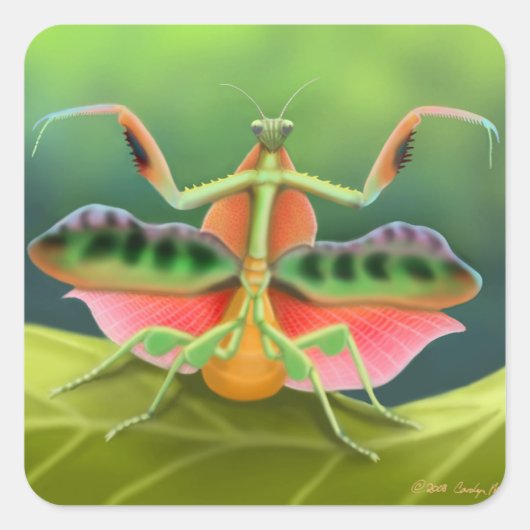 Gebet Mantis zeigen Quadratischer Aufkleber (Vorderseite)