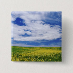 Gebiet der Blume Canola oder Senf, Palouse Button