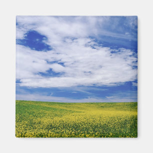 Gebiet der Blume Canola oder Senf, Palouse Magnet