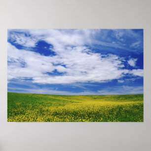 Gebiet der Blume Canola oder Senf, Palouse Poster