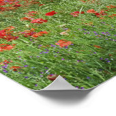Gebiet der Mohnblüten mit Hybridmohn, entlang der Poster (Ecke)