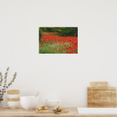 Gebiet der Mohnblüten mit Hybridmohn, entlang der Poster (Küche)