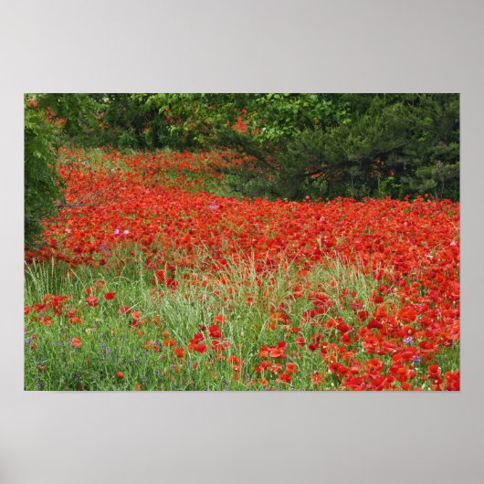 Gebiet der Mohnblüten mit Hybridmohn, entlang der Poster (Vorne)