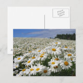 Gebiet der Molkereien in Hokkaido Postkarte (Vorne/Hinten)