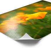 Gebiet der Poppies Orange Poppy Blume in Kaliforni Fotodruck (Ecke)