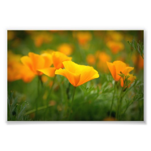 Gebiet der Poppies Orange Poppy Blume in Kaliforni Fotodruck (Vorne)